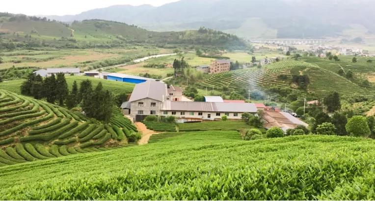 欢迎虎啸岩茶业入平博 平博PINNACLE驻中贸茶网！(图2)