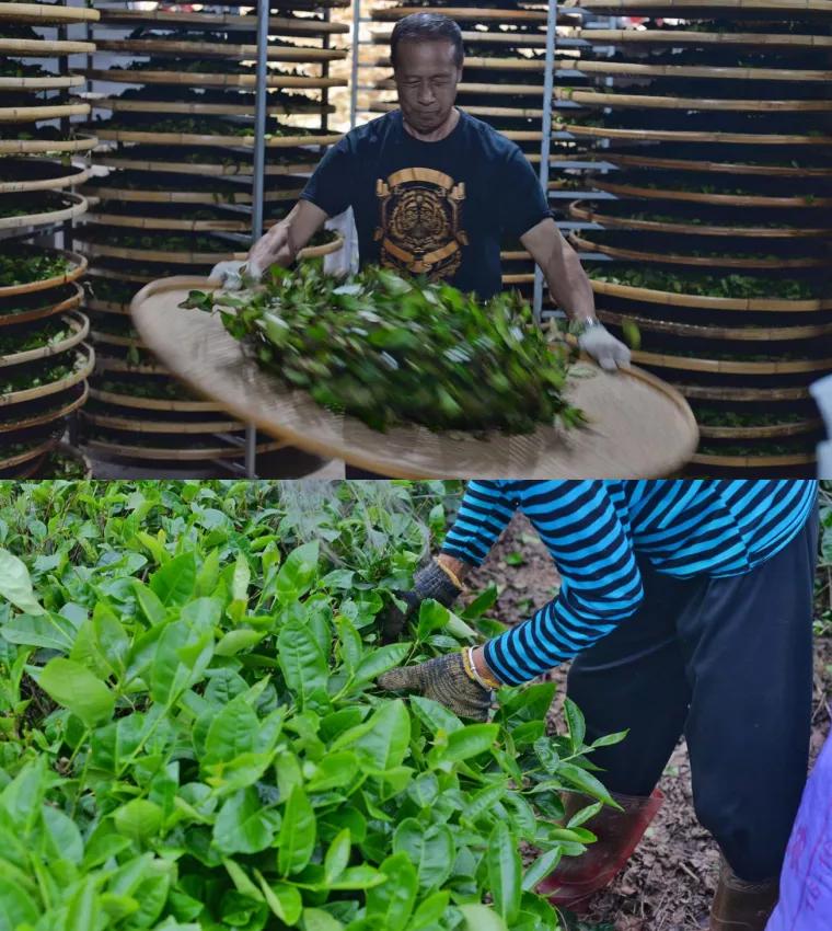 欢迎虎啸岩茶业入平博 平博PINNACLE驻中贸茶网！(图5)